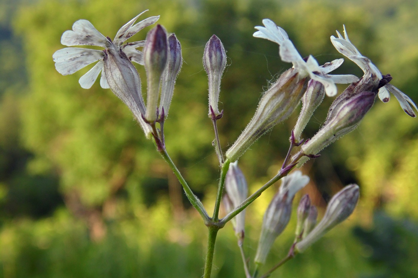 Изображение особи Silene italica.