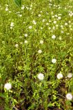 Senecio vulgaris