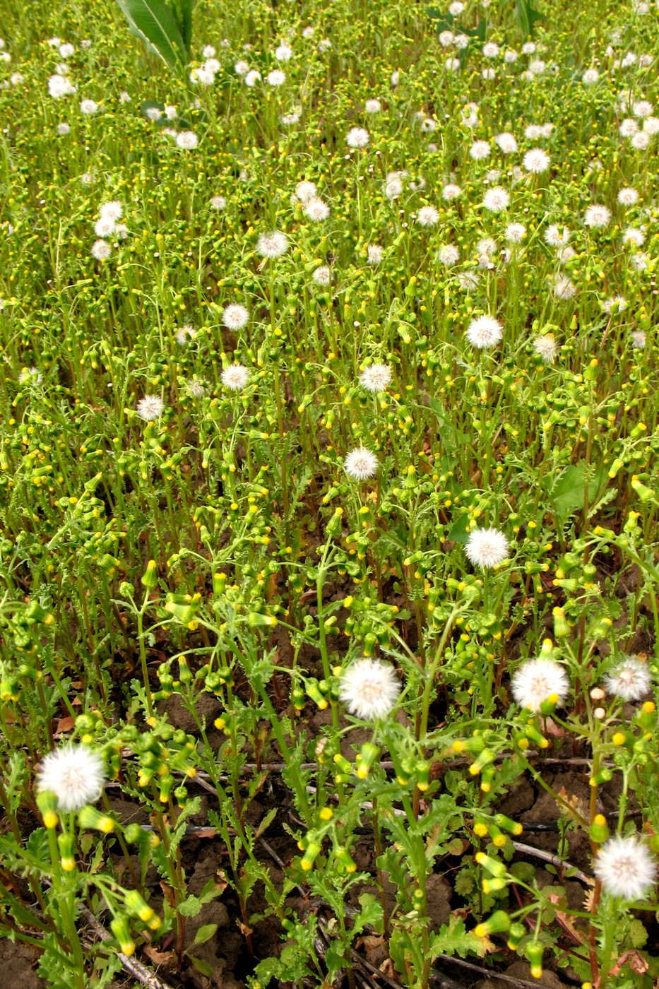Image of Senecio vulgaris specimen.