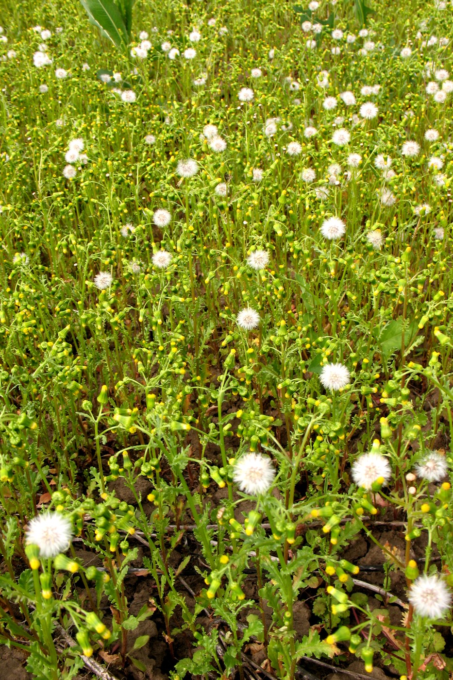 Изображение особи Senecio vulgaris.