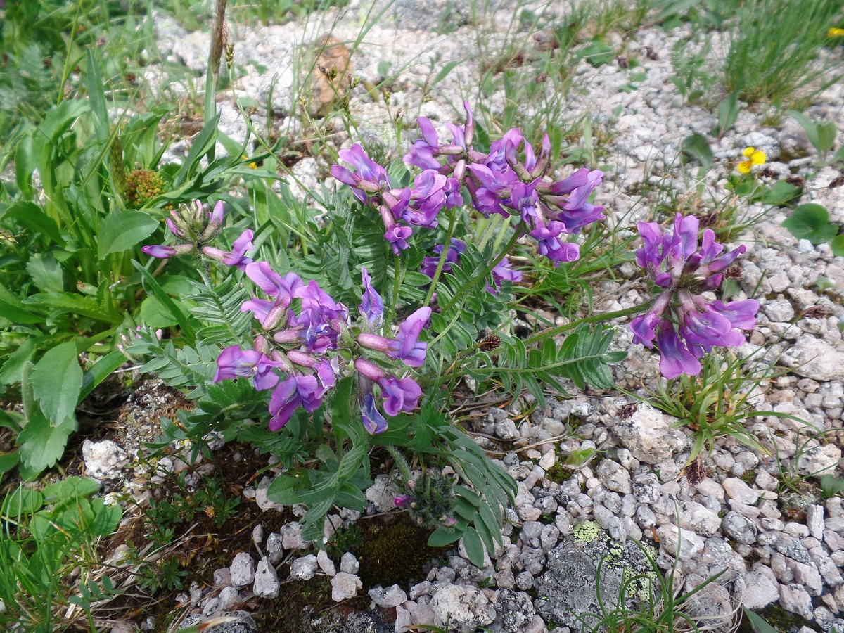 Изображение особи Oxytropis lapponica.
