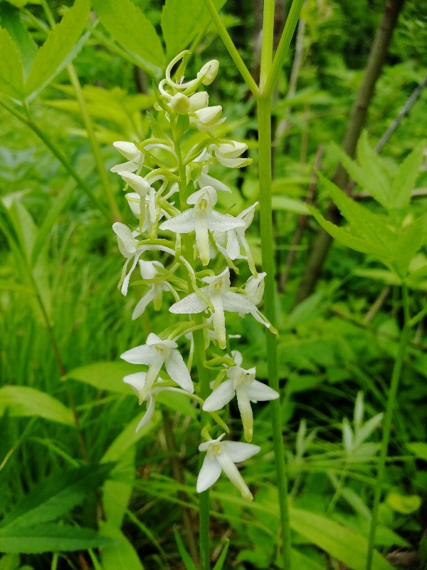 Изображение особи Platanthera metabifolia.