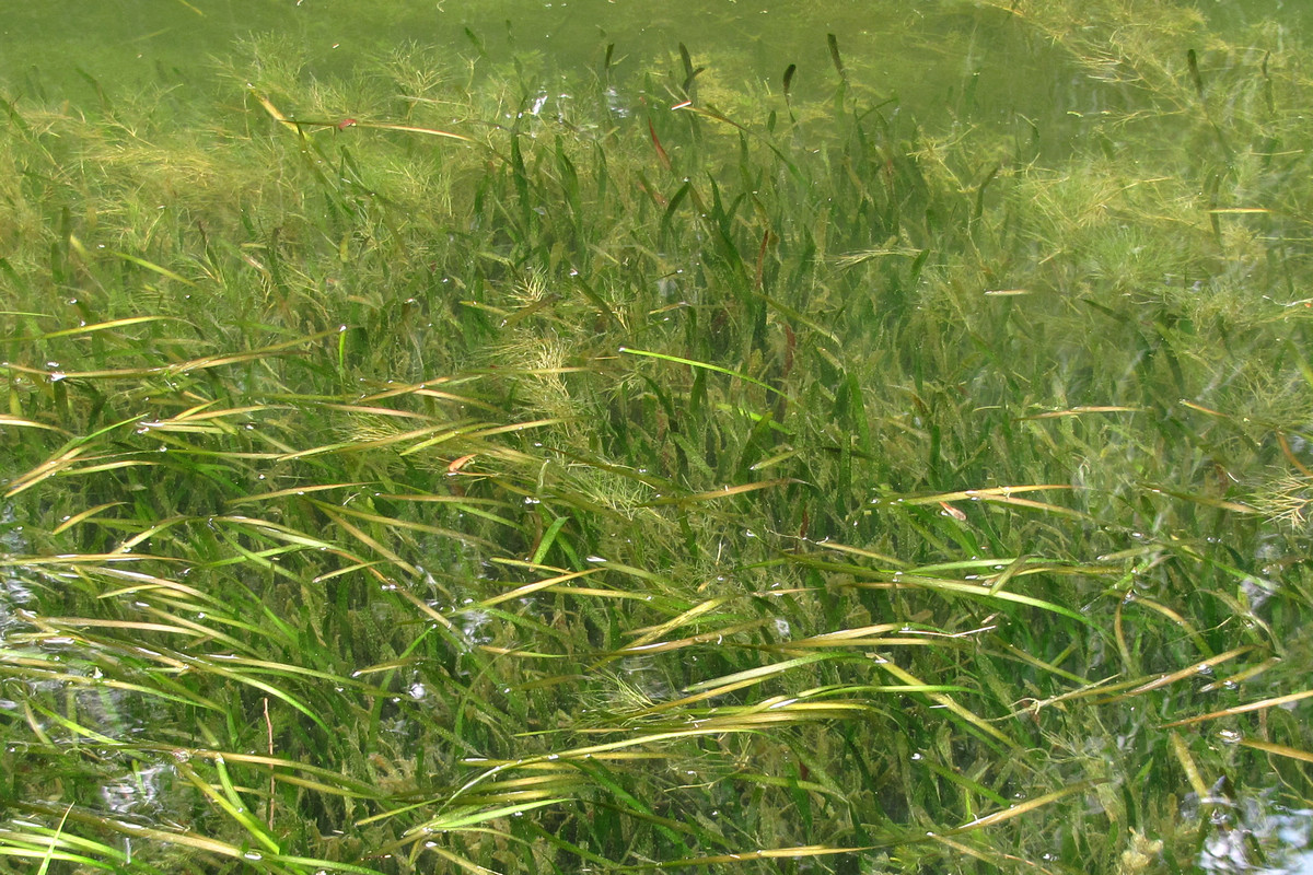 Image of Vallisneria spiralis specimen.