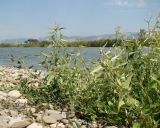 Atriplex aucheri