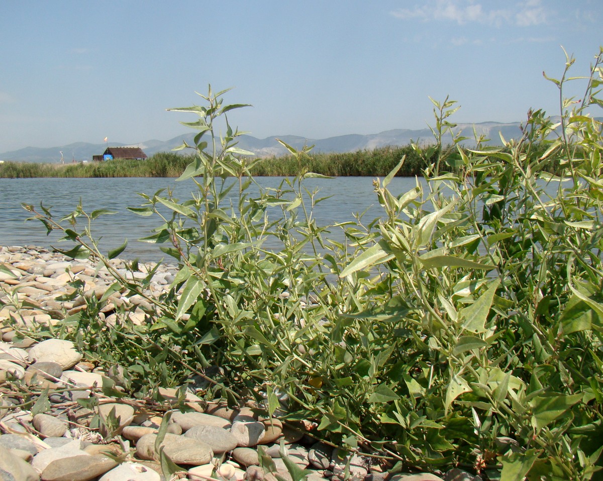 Image of Atriplex aucheri specimen.