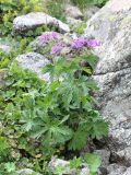 Geranium sylvaticum. Цветущее растение. Кабардино-Балкария, Эльбрусский р-н, долина р. Ирикчат, ок. 2800 м н.у.м., каменистое место. 06.08.2018.