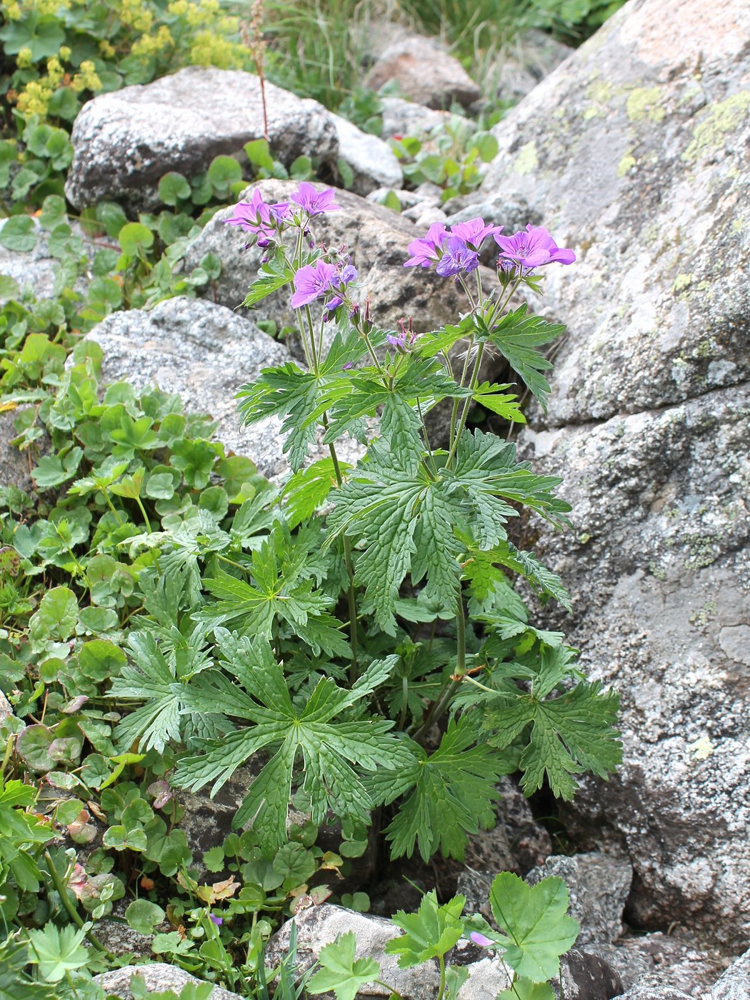 Image of Geranium sylvaticum specimen.