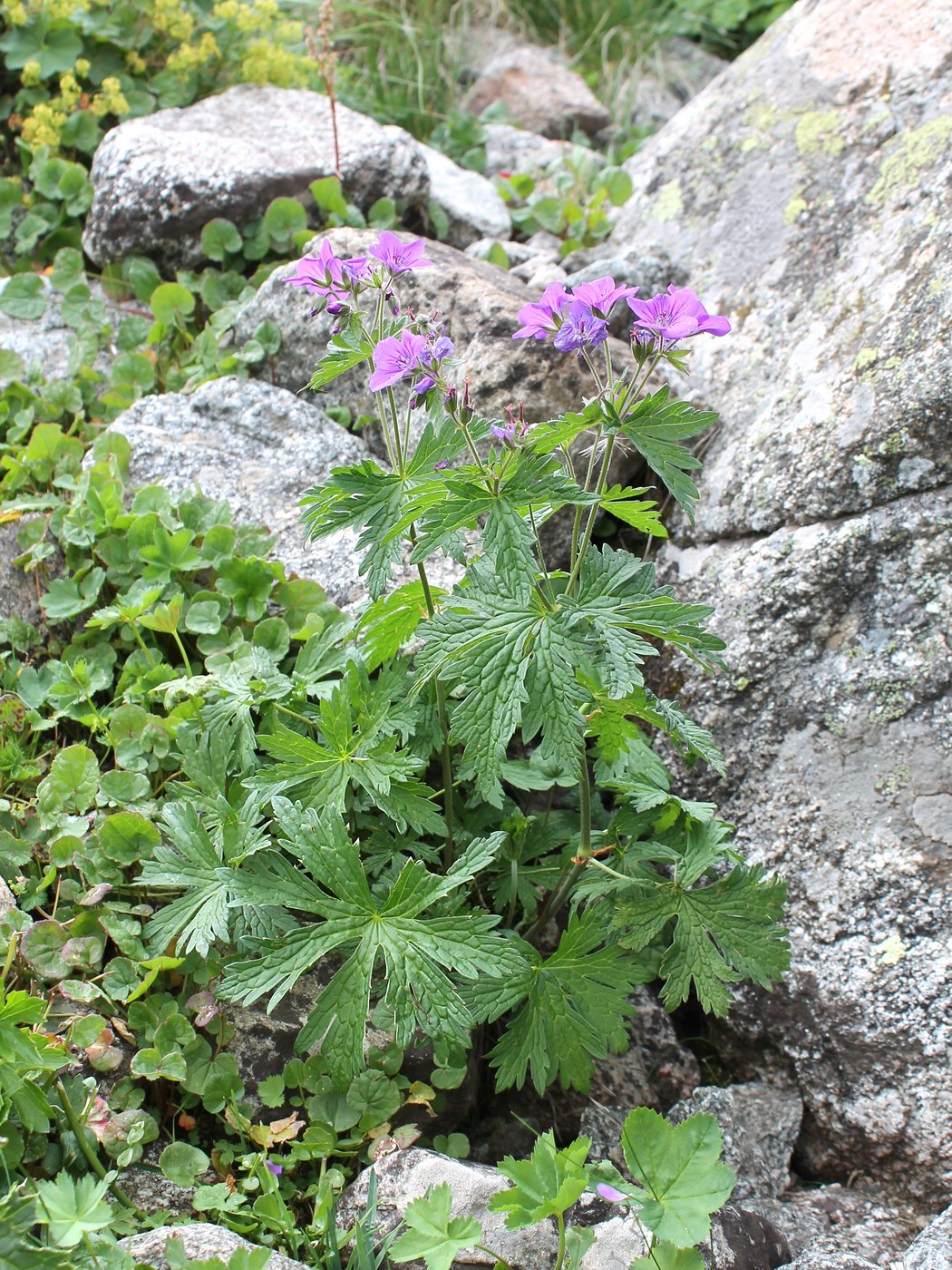 Изображение особи Geranium sylvaticum.