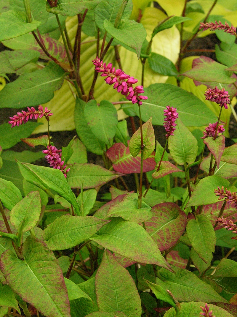 Image of Bistorta amplexicaulis specimen.
