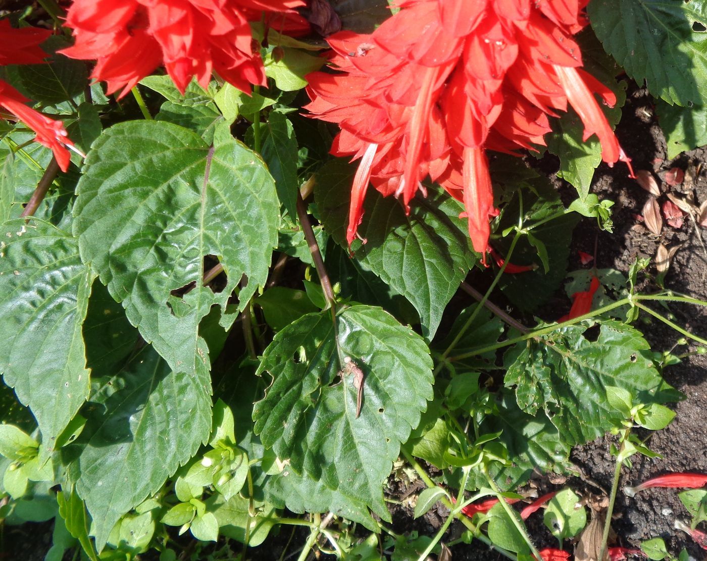 Image of Salvia splendens specimen.