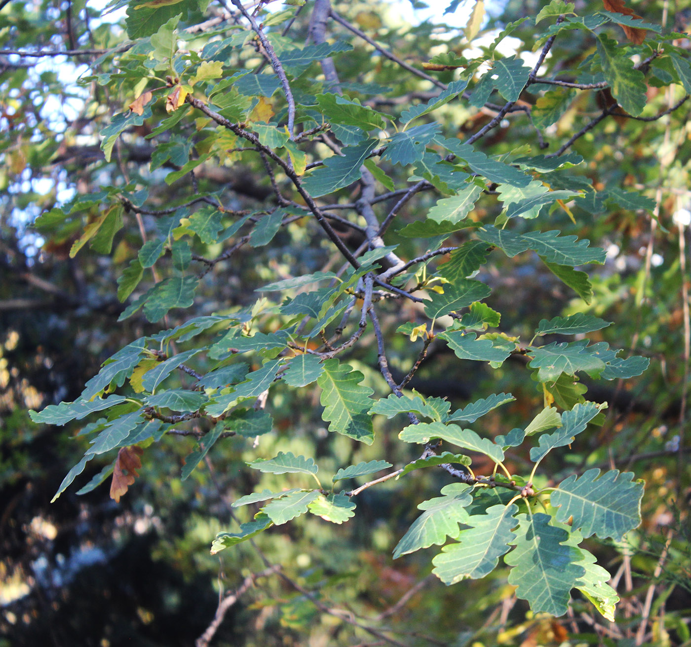 Image of genus Quercus specimen.