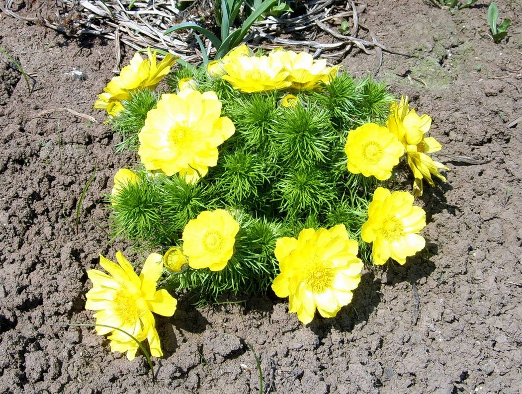 Image of Adonis vernalis specimen.