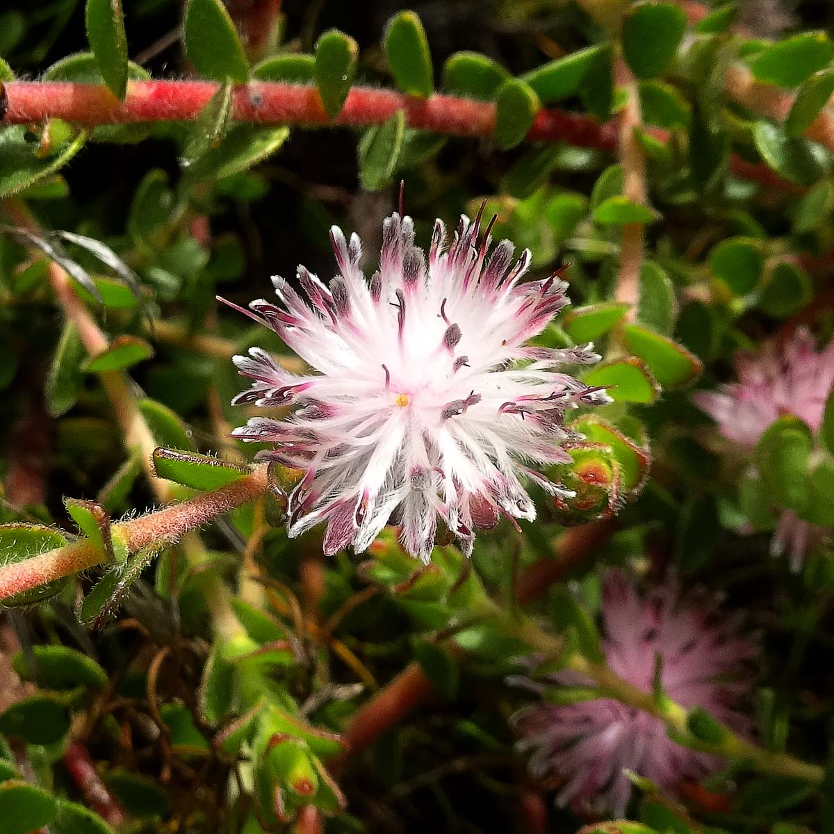 Image of Diastella divaricata specimen.