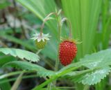 Fragaria orientalis. Верхушка плодоносящего растения. Иркутская обл., Осинский р-н, окр. дер. Рассвет, берег Братского вдхр., смешанный лес. 03.07.2018.