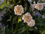 Lantana camara