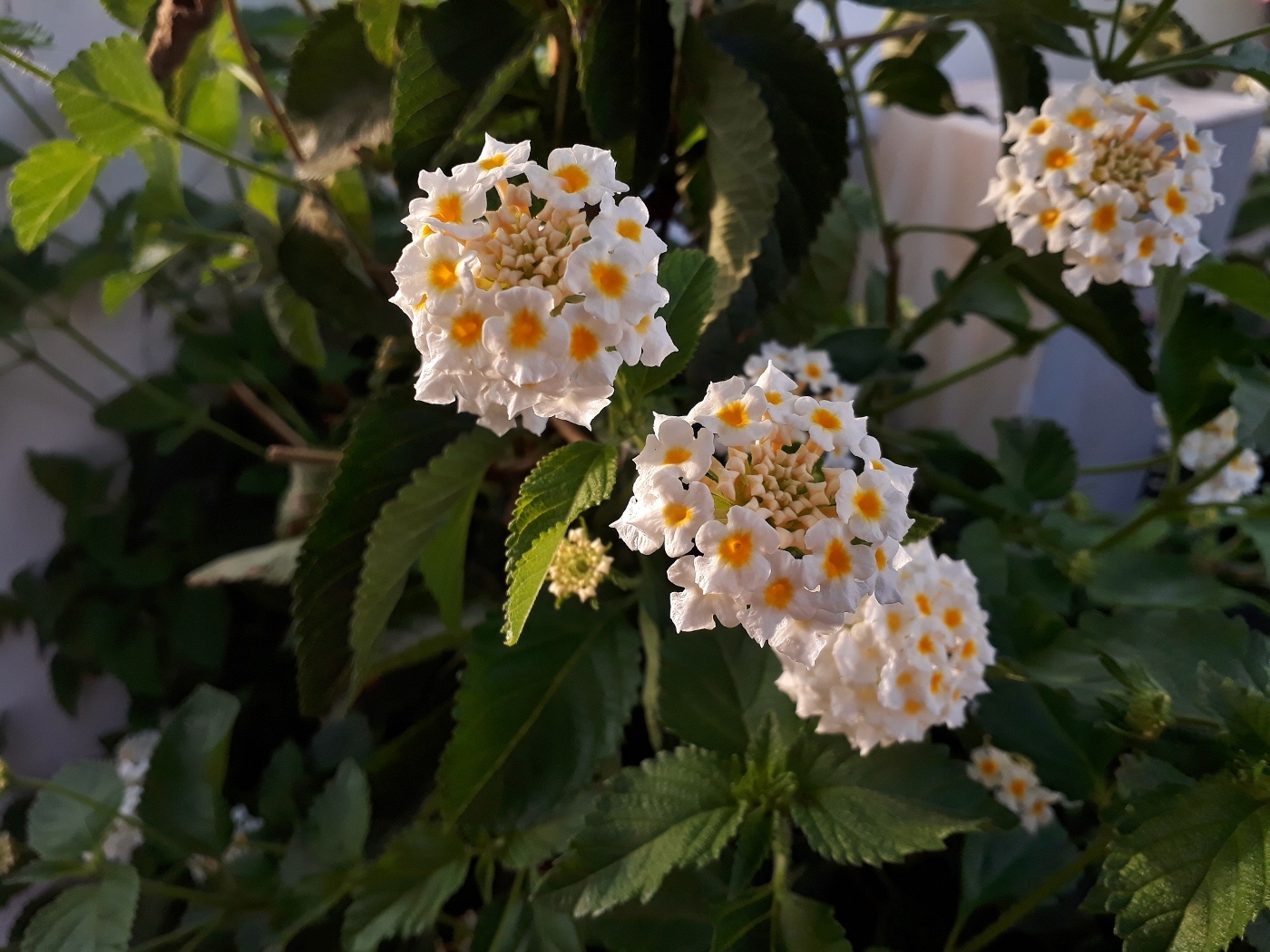 Image of Lantana camara specimen.