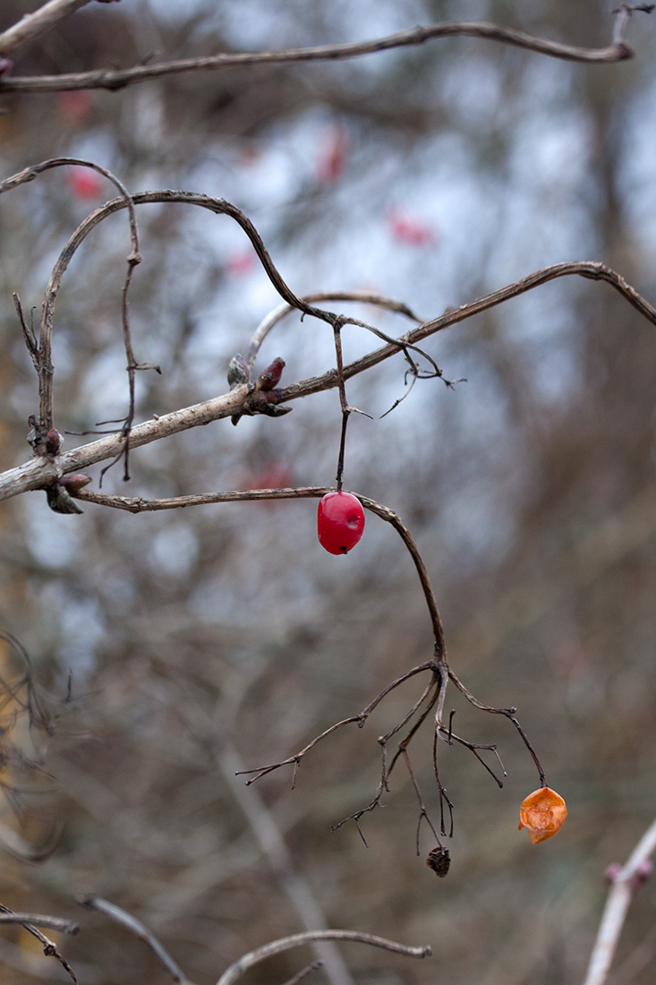 Изображение особи Viburnum opulus f. roseum.