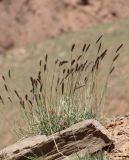 Hordeum turkestanicum