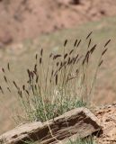 Hordeum turkestanicum. Отцветающее растение на переотложенных соленосных красно-малиновых пестроцветах. Кыргызстан, Ошская обл., Алайский р-н, окр. аула Бор-Добо, Памирский тракт, подъем перед заключительным серпантином и в 1.5 км от государственной границы с Таджикистаном; Восточный Памир, Заалайский хребет, северный макросклон вблизи водораздельного гребня, перевал Кызыл-Арт; сползшие к днищу по правому борту ущелья эрозионные материалы пестроцветных толщ, пояс пустошных криоподушечников в комплексе с криофитно-степными группировками на вспученных автоморфных солончаках, выс. 4100 м н.у.м. 14 августа 2018 г.