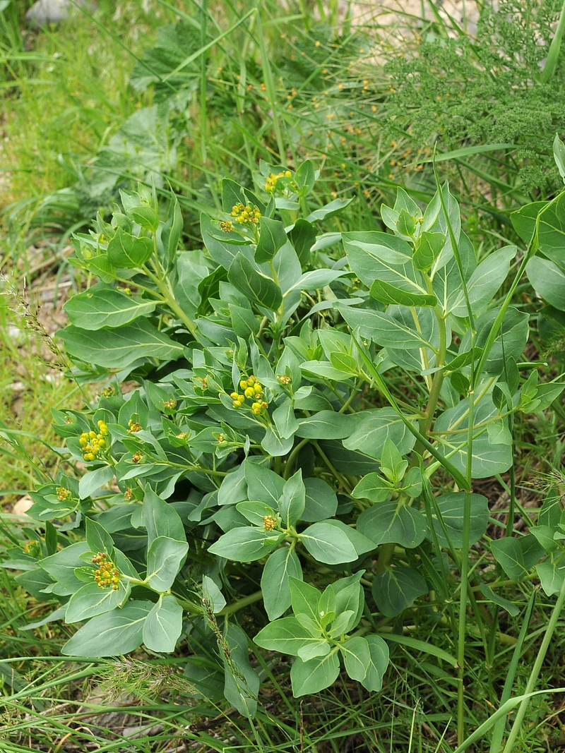 Image of Haplophyllum latifolium specimen.