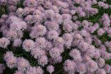 Allium schoenoprasum. Соцветия. Казахстан, Восточно-Казахстанская обл., Уланский р-н, с. Украинка, дачный участок, в культуре. 08.06.2016.