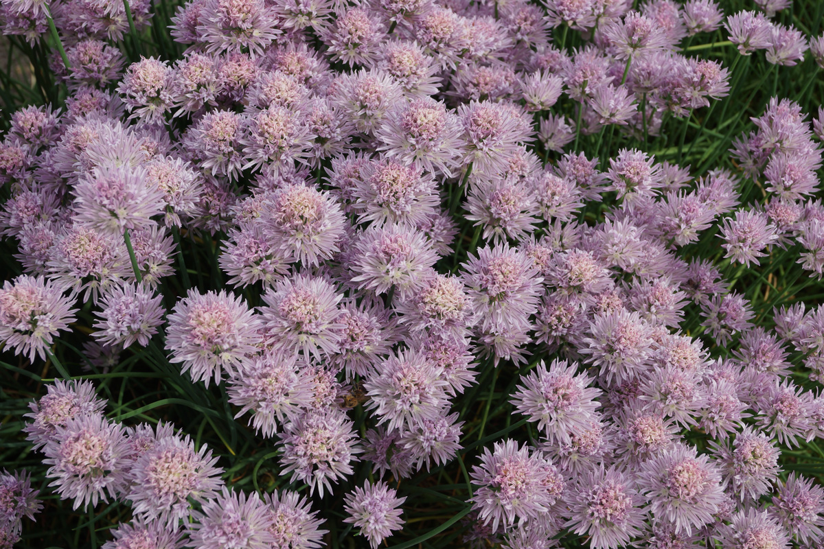 Image of Allium schoenoprasum specimen.