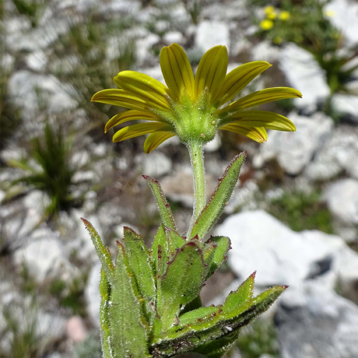 Image of Osteospermum ilicifolium specimen.