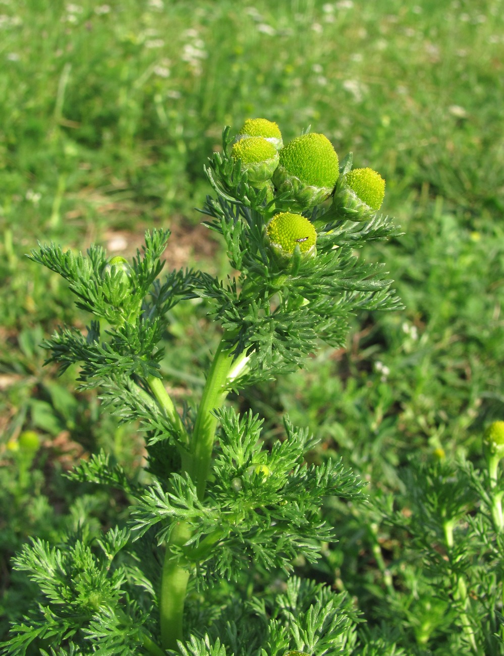 Изображение особи Matricaria discoidea.