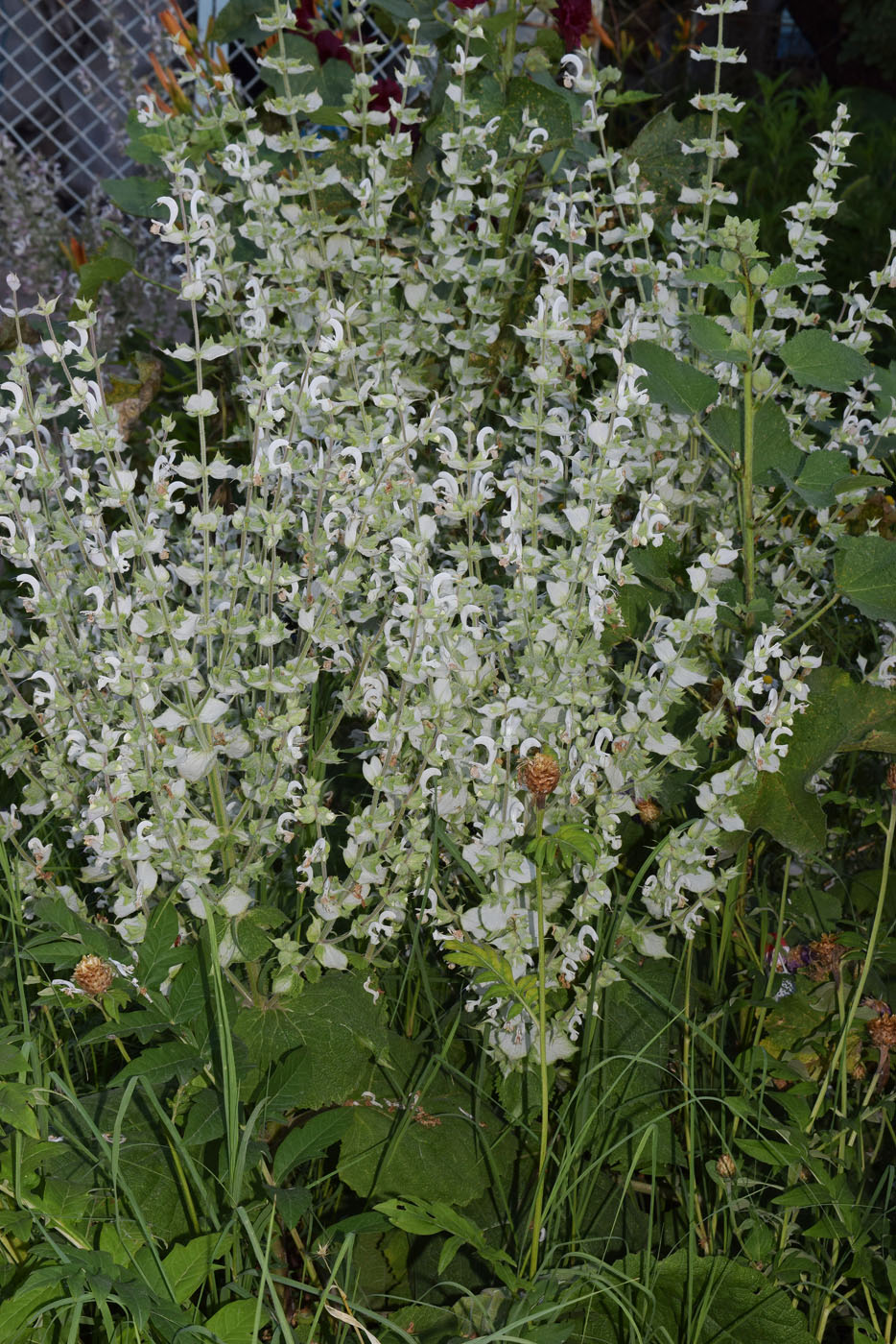 Изображение особи Salvia sclarea.