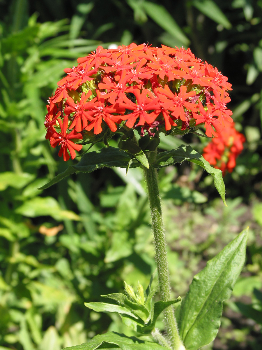 Изображение особи Lychnis chalcedonica.