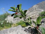 Rhamnus songorica. Веточка с незрелыми плодами. Казахстан, Южно-Казахстанская обл., Сырдарья-Туркестанский государственный региональный природный парк, Боралдайский филиал, открытый каменистый склон. 23.05.2018.