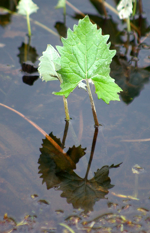 Image of Petasites frigidus specimen.