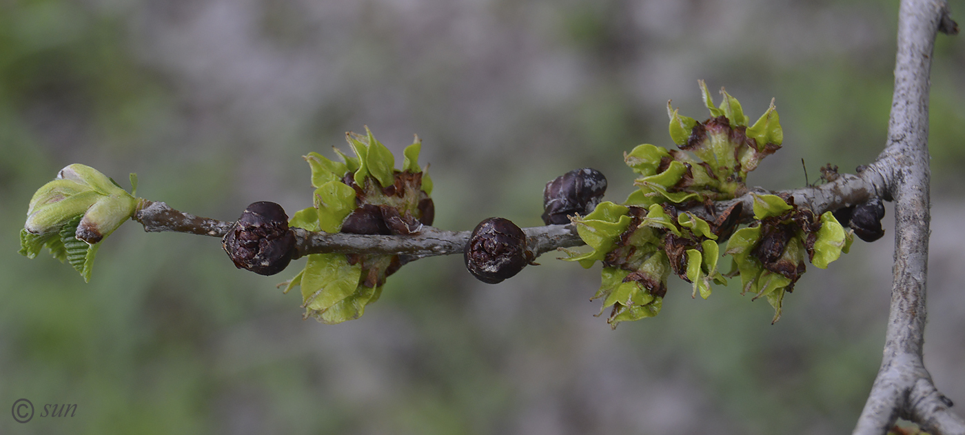 Изображение особи Ulmus pumila.