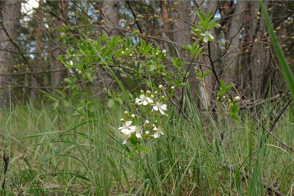 Image of Cerasus fruticosa specimen.