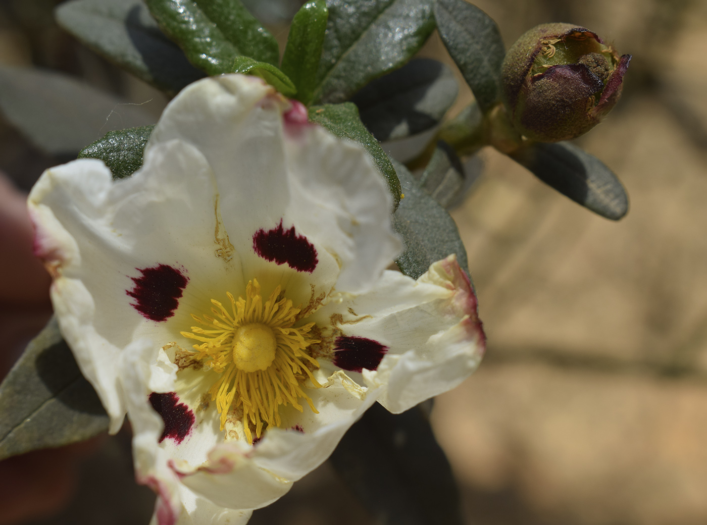 Image of Cistus ladanifer specimen.