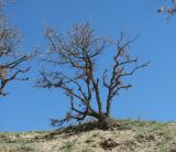 Quercus pubescens. Взрослое просыпающееся дерево. Дагестан, окр. с. Талги, каменистый склон. 22.04.2019.