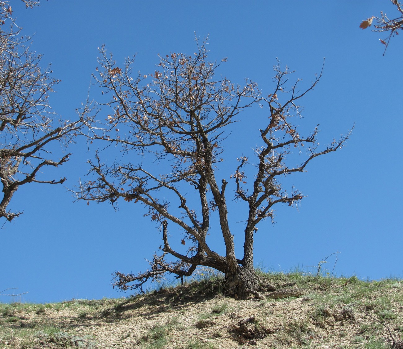 Image of Quercus pubescens specimen.