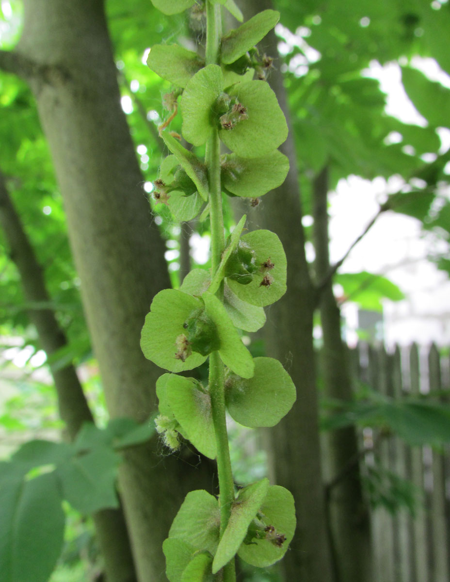 Image of Pterocarya rhoifolia specimen.