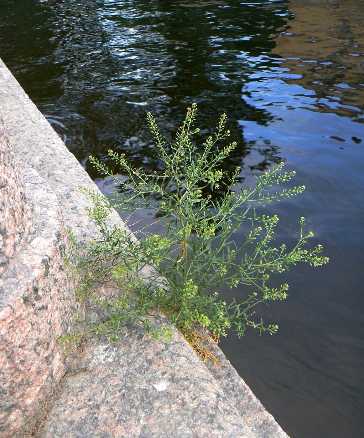 Изображение особи Lepidium ruderale.