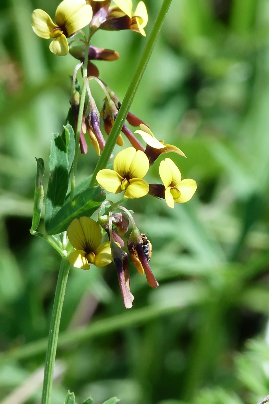 Изображение особи Melilotoides platycarpos.