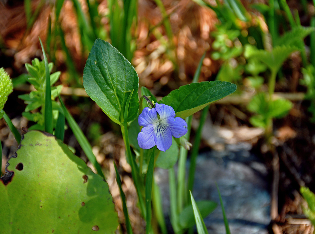 Image of genus Viola specimen.