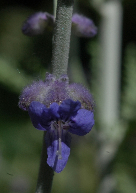 Изображение особи Perovskia atriplicifolia.