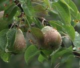 Pyrus communis. Созревающие плоды с каплями дождя (культивар \"Чижевская\"). Московская обл., Раменский р-н, окр. дер. Хрипань, садовый участок. 17.07.2019.