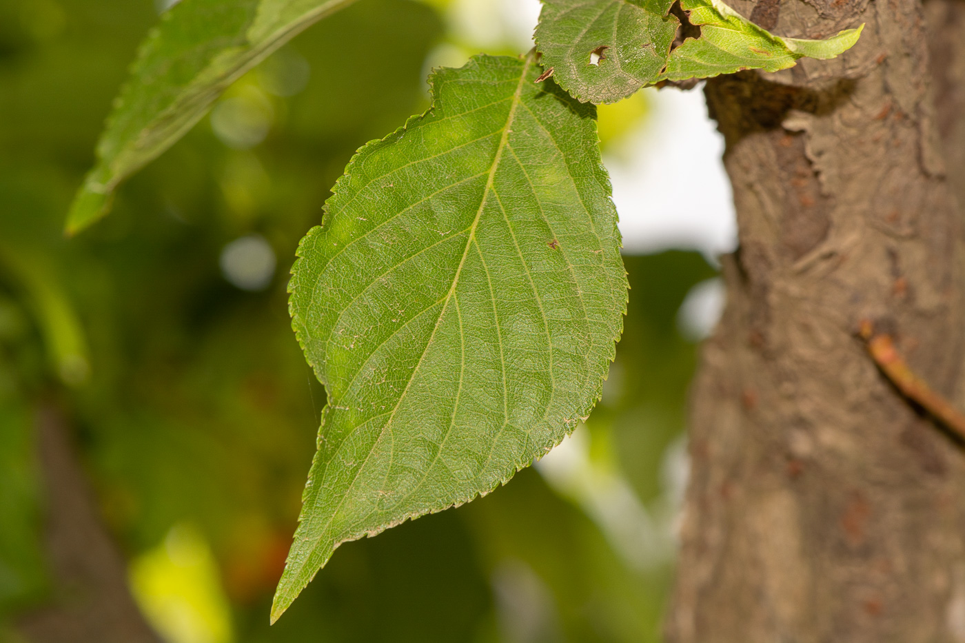 Изображение особи Prunus campanulata.