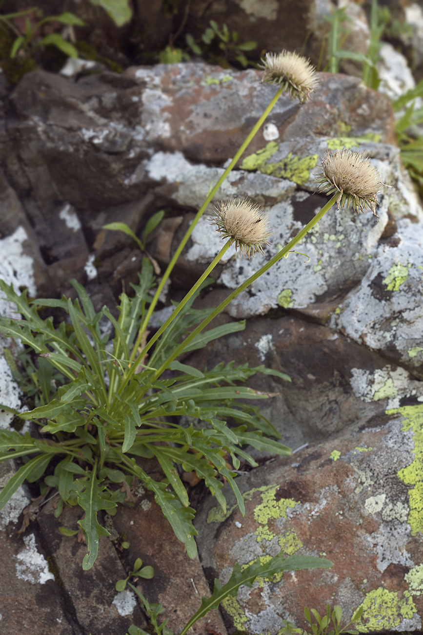 Image of Jurinea iljinii specimen.