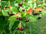 Aronia arbutifolia