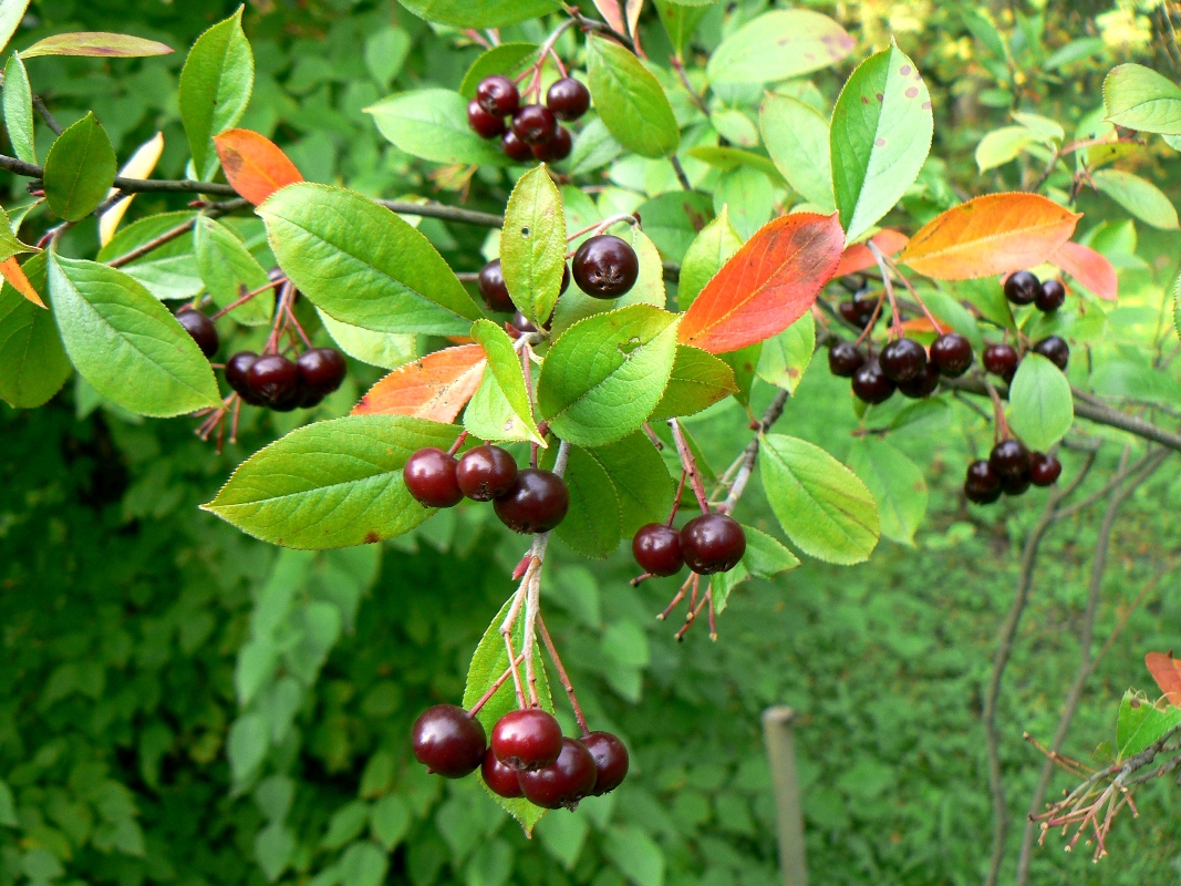 Image of Aronia arbutifolia specimen.