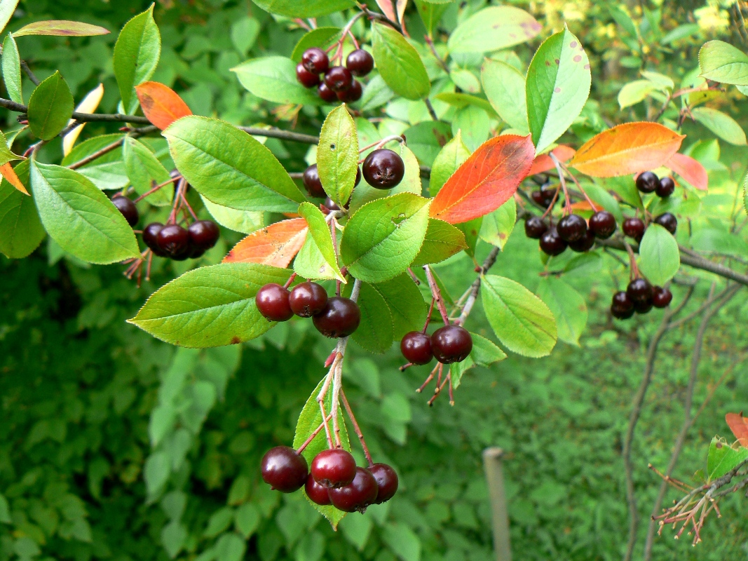 Изображение особи Aronia arbutifolia.