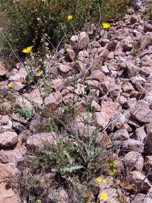 Image of Reichardia dichotoma specimen.
