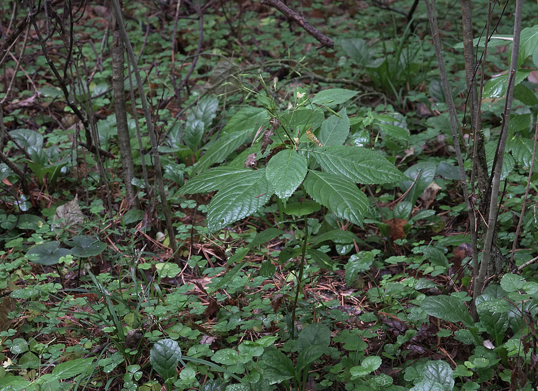 Image of Impatiens parviflora specimen.